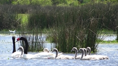 Cygnus melancoryphus