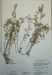 Artemisia pontica
