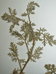 Artemisia pontica