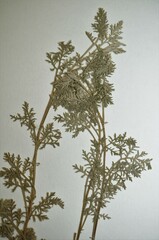 Artemisia pontica