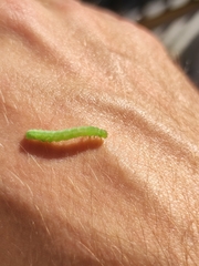 Chrysodeixis chalcites