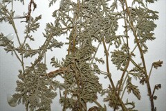 Artemisia pontica