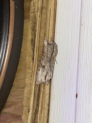 Spodoptera eridania