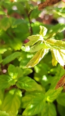 Chrysodeixis chalcites