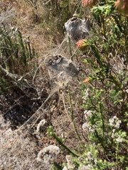 Stegodyphus dumicola