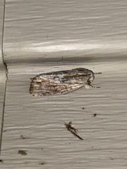 Spodoptera eridania