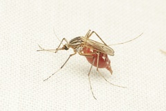 Aedes vittiger