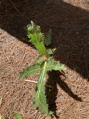 Lichtensteinia lacera