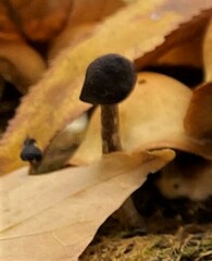 Tolypocladium capitatum