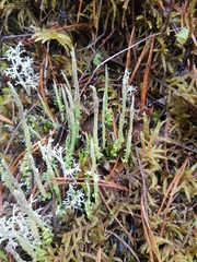 Cladonia cornuta
