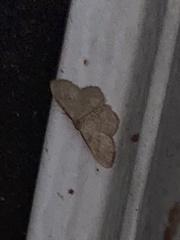 Leptostales pannaria