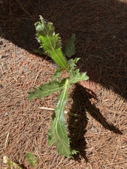Lichtensteinia lacera
