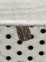 Spodoptera eridania