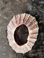 Scutellastra granularis