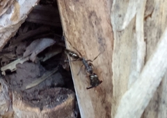 Odontomachus chelifer