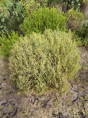 Passerina corymbosa