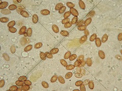 Cortinarius chrysolitus