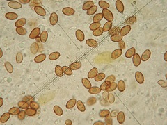 Cortinarius chrysolitus