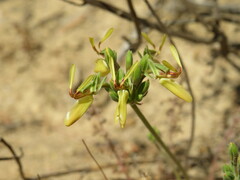 Pelargonium rapaceum