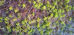 Sphagnum truncatum