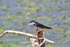 Hirundo albigularis