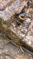 Cosmoscarta abdominalis