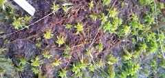 Sphagnum truncatum