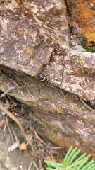 Cosmoscarta abdominalis
