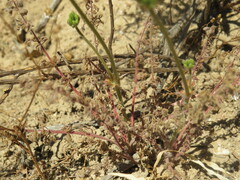 Pelargonium rapaceum