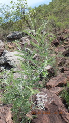 Vachellia davyi