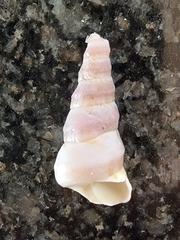 Turritella carinifera