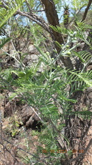 Vachellia davyi