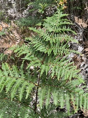 Pteridium aquilinum capense