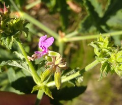 Pelargonium hispidum