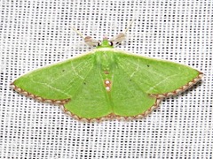 Comibaena leucospilata