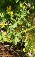 Pelargonium hispidum