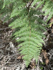 Pteridium aquilinum capense
