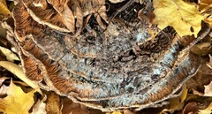 Coriolopsis gallica