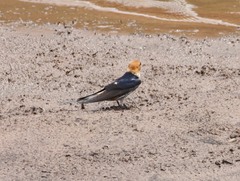 Cecropis abyssinica