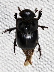 Catharsius tricornutus