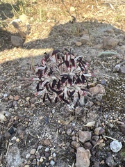 Pelargonium auritum auritum