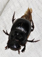 Catharsius tricornutus