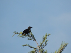 Onychognathus morio morio