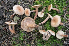 Lactarius decipiens