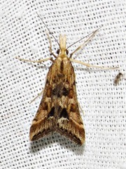 Diasemia disjectalis