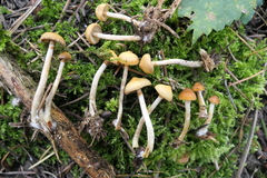 Galerina sideroides