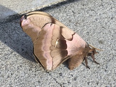 Antheraea polyphemus