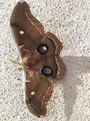 Antheraea polyphemus