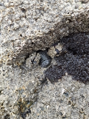 Chiton granosus