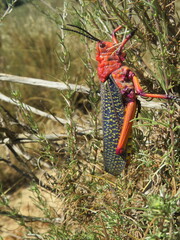 Phymateus morbillosus